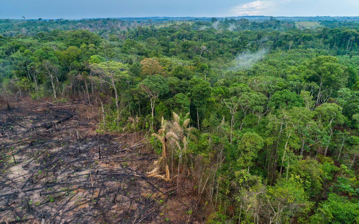 Déforestation via WWF France