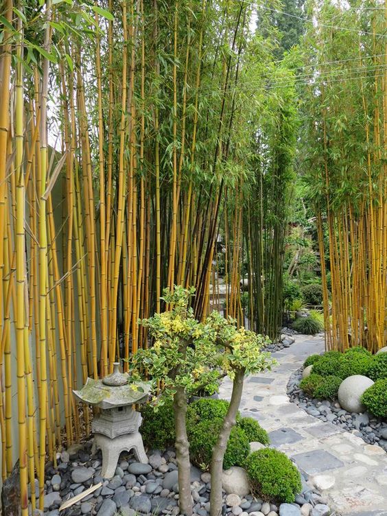 Bambou jardin zen 